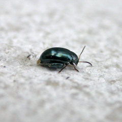 Psylliodes dulcamarae