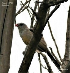 Taccocua leschenaultii