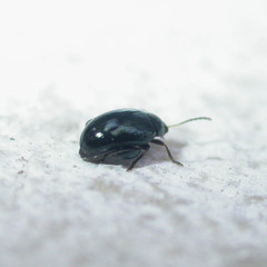 Psylliodes dulcamarae