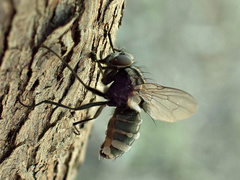 Entomophthora muscae