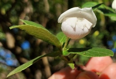 Bowkeria verticillata