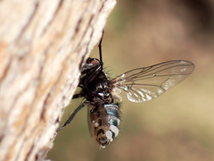 Entomophthora muscae