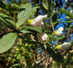 Bowkeria verticillata