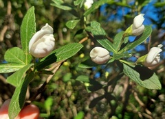 Bowkeria verticillata