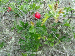 Ibervillea tenuisecta