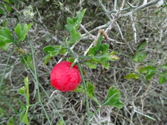 Ibervillea tenuisecta