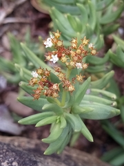 Crassula tetragona