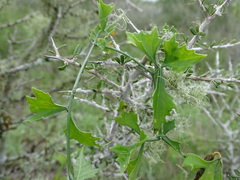 Ibervillea tenuisecta