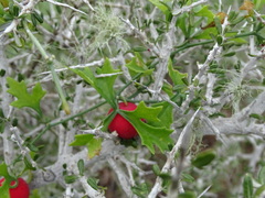 Ibervillea tenuisecta