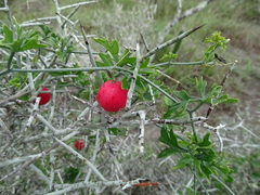 Ibervillea tenuisecta