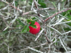 Ibervillea tenuisecta