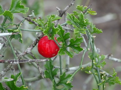 Ibervillea tenuisecta