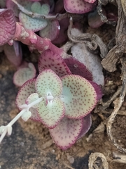 Crassula cordata