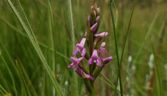Disa stachyoides
