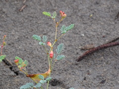 Hoffmannseggia glauca