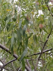 Salix mucronata mucronata
