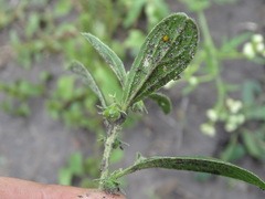 Ditaxis humilis