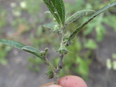 Ditaxis humilis