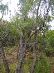 Salix mucronata mucronata