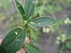 Ditaxis humilis