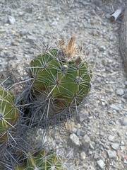 Ferocactus flavovirens