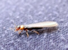 Kalotermes flavicollis