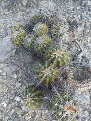Ferocactus flavovirens