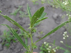 Ditaxis humilis