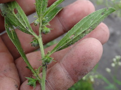 Ditaxis humilis