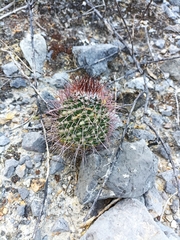 Mammillaria carnea