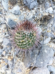 Mammillaria carnea
