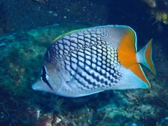Chaetodon xanthurus