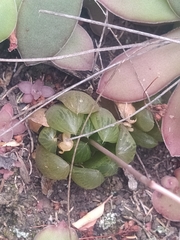 Haworthia cooperi