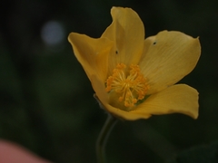 Abutilon oxycarpum