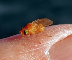 Chyromyidae