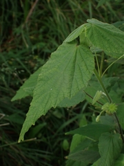 Abutilon oxycarpum