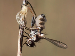 Entomophthora