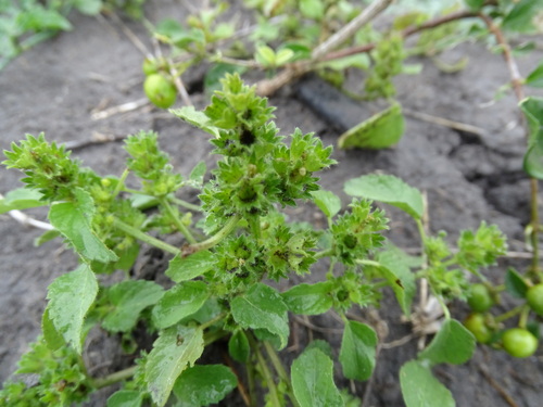 Image of Acalypha poiretii by (c) Alexis López Hernández, some rights reserved (CC BY)