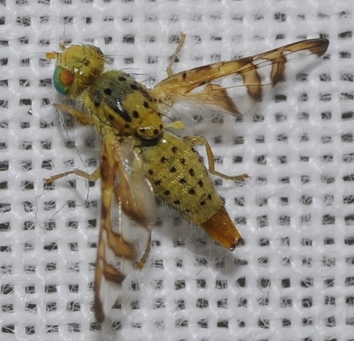 Orellia nuotrauka