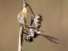 Entomophthora