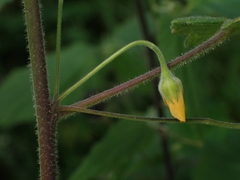 Abutilon oxycarpum