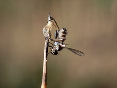 Entomophthora