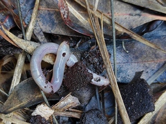 Oligochaeta