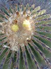 Echinocactus platyacanthus