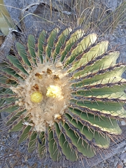 Echinocactus platyacanthus