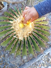 Echinocactus platyacanthus