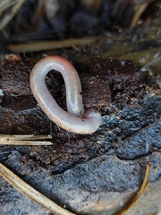 Oligochaeta