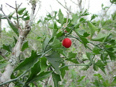 Ibervillea tenuisecta