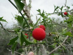 Ibervillea tenuisecta