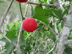 Ibervillea tenuisecta